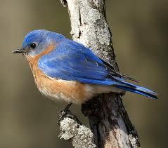 Bluebirds cannot see what color?