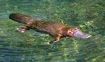 Which of these are the features of a platypus?
