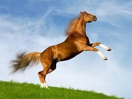 I love horses do you
