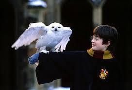 Harry's Owl's name is...