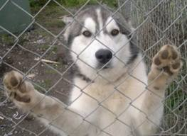 If you have a yard where your husky can play...  IS IT SAFE? WILL THE HUSKY BE ABLE TO ESCAPE??