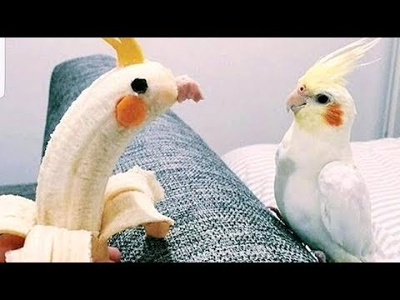 Burb has friends the 1st one is dis half-eaten banana with food stuffed in it his name is Bird-NANA he is one of the less close friends of burb