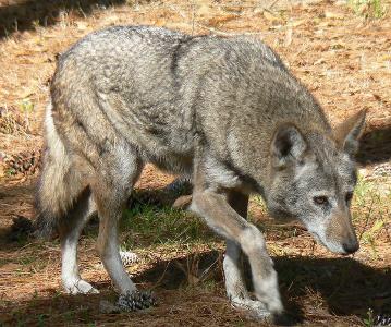 Approximately how many red wolves are left in the wild?