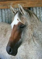 what is not a marking on a horses face