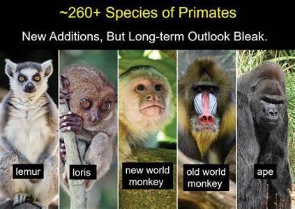 Which of the following is a primate?