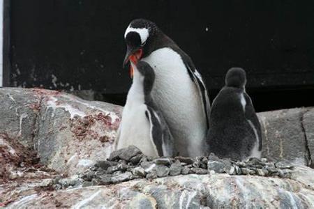 How does a penguin build its house?
