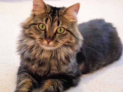 How long can an average Maine Coon cat live?