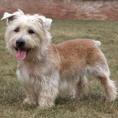 Gentler, less excitable than most terriers, but still bold and spirited. Native to Imaal