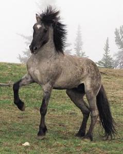 Which horse would you rather approach, a horse with: 1. Tail switching, pawing occasionally, ears flipped back. 2. Tail swishing and high, ears pricked, nickering.