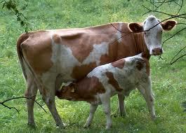 What is a baby cow called?