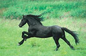 what are the speeds of a horse from slowest to fastest