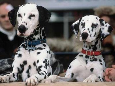 what breeds are not usually spotty dogs?