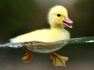 do you like ducks?????