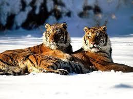 What time is these tigers mating season?