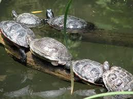 What do you call a group of turtles?