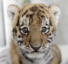 When do Siberian tiger cubs reach full maturity?
