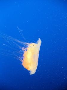 What is the largest species of jellyfish?