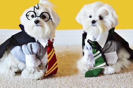 What pet would you choose to accompany you to Hogwarts?