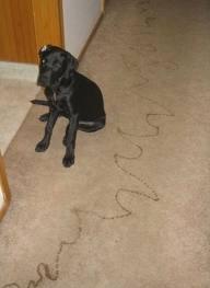 Your dog has ''an accident'' on the rug, you....