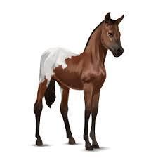 which of these is NOT a breed of horse on the game?