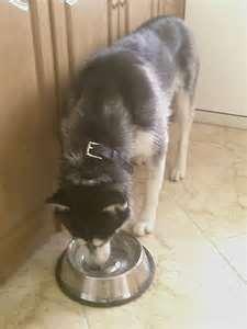 How often would you feed your husky?