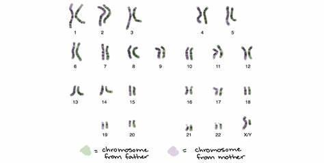 How many chromosomes are in a human somatic cell?