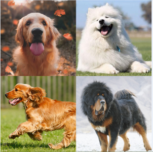 What kind of dog are you?