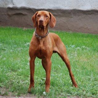 What is my dog's name?