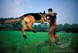 You witnessed a robbery in your local shop so you phoned the police. They arrive and send their Alsatian called Saber to catch the man, but the man pulled out a gun and shot Saber on the left leg! Saber got back up again though and started attacking the man, and he killed him with one last bite. The police got poor Saber put to sleep because he killed the criminal. Was that fair?