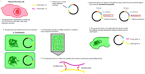 What is the process by which bacteria transfer genetic material between cells?