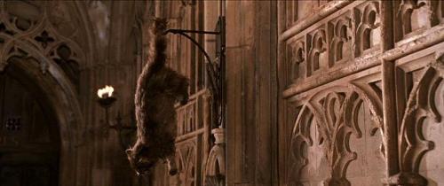 Who's cat dies/is petrified in the second book/movie? (Chamber of Secrets)