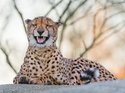 Which animal makes you laugh the most?