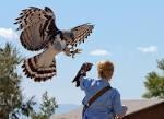 What is someone who is training to become a falconer by helping one?