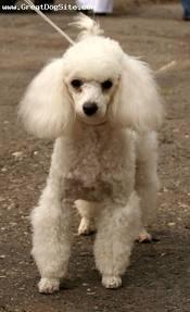 What is the smallest poodle breed?