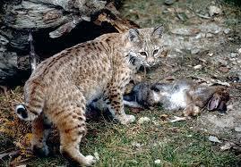 What's the name of this wild cat?