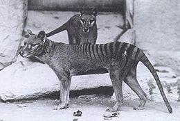 The animal below is a Thylacine. When did this animal go extinct?