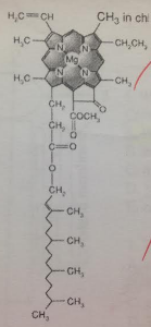 Where is this molecule most likely to be found?