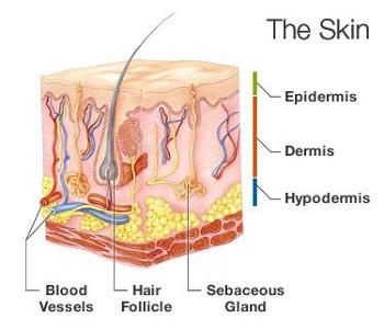 What is the name of the substance that gives skin and hair its pigment?