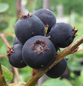 Is juneberry safe to eat? (Y or N)
