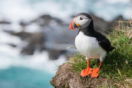 Can puffins fly?