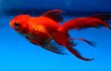 What is the average lifespan of a goldfish?