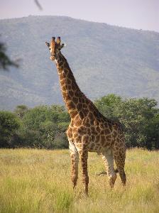 What color do elderly giraffes go when aging?