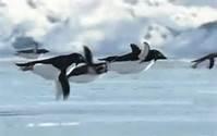 Penguins Take Flight.