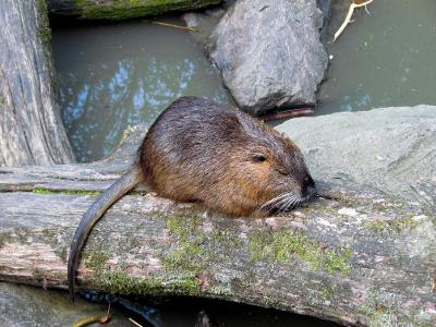What do muskrats mainly eat?