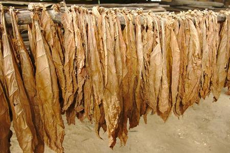 What is the process of curing tobacco leaves called?
