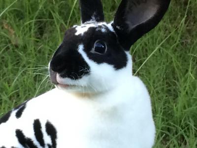 What type of bunny is Oreo?