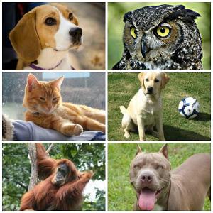 If you were an animal, which of these would you be?