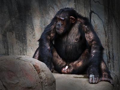 How do you feel about zoos?