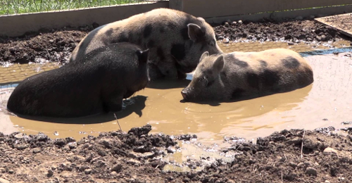Do pigs really sit in mud all day?