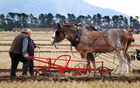 Which animal is commonly used for plowing fields?